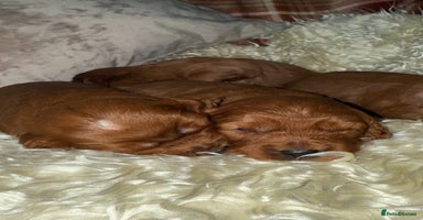 Cavapoo dogs - Advert 1