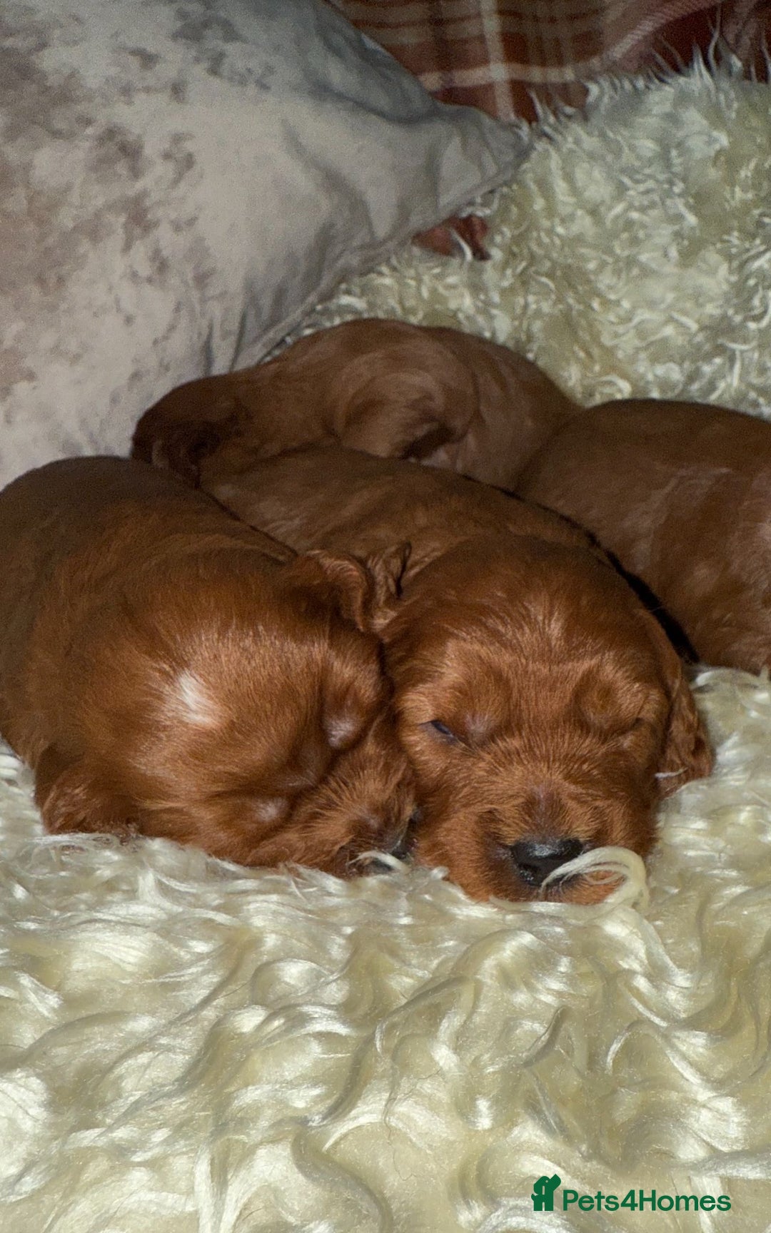 Cavapoo dogs for sale: ❤️ Deep Red Cavapoo Puppies ❤️ - Image 2