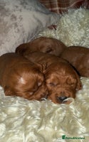 Cavapoo dogs - Advert 1