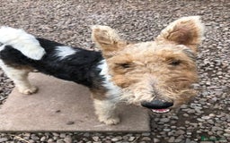 Fox Terrier dogs for stud: Wire Haired Fox Terrier for stud.  in Dunblane - Image 2