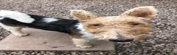 Fox Terrier dogs for stud: Wire Haired Fox Terrier for stud.  in Dunblane - Advert 2