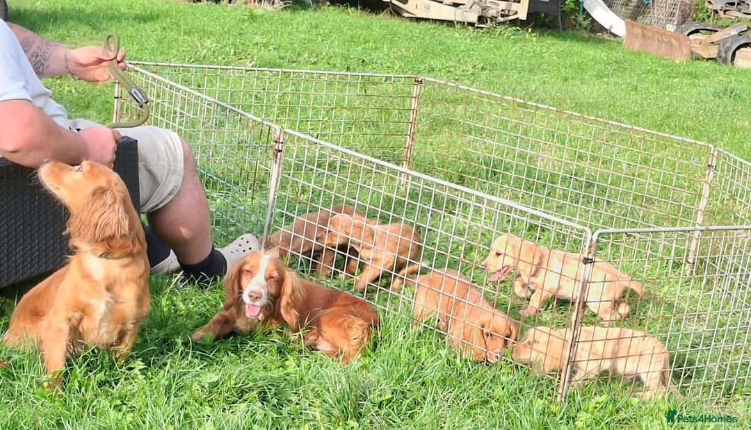 Cocker Spaniel dogs for sale: Working type cocker spaniel boys - Image 21