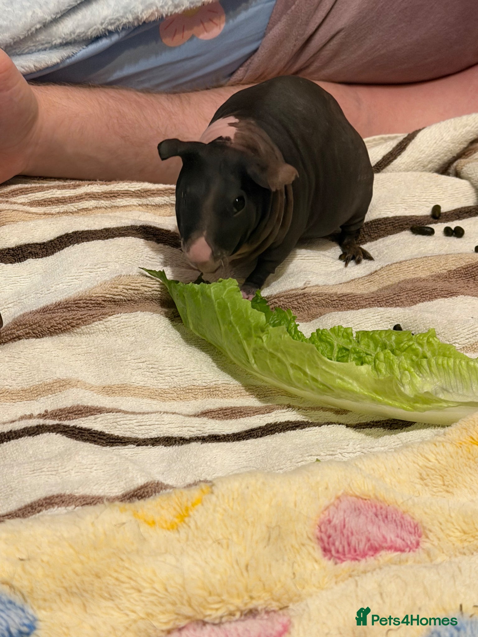 Guinea Pig rodents Female Skinny Pig - Advert 1