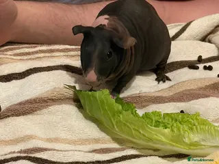 Guinea Pig rodents Female Skinny Pig - Advert 1