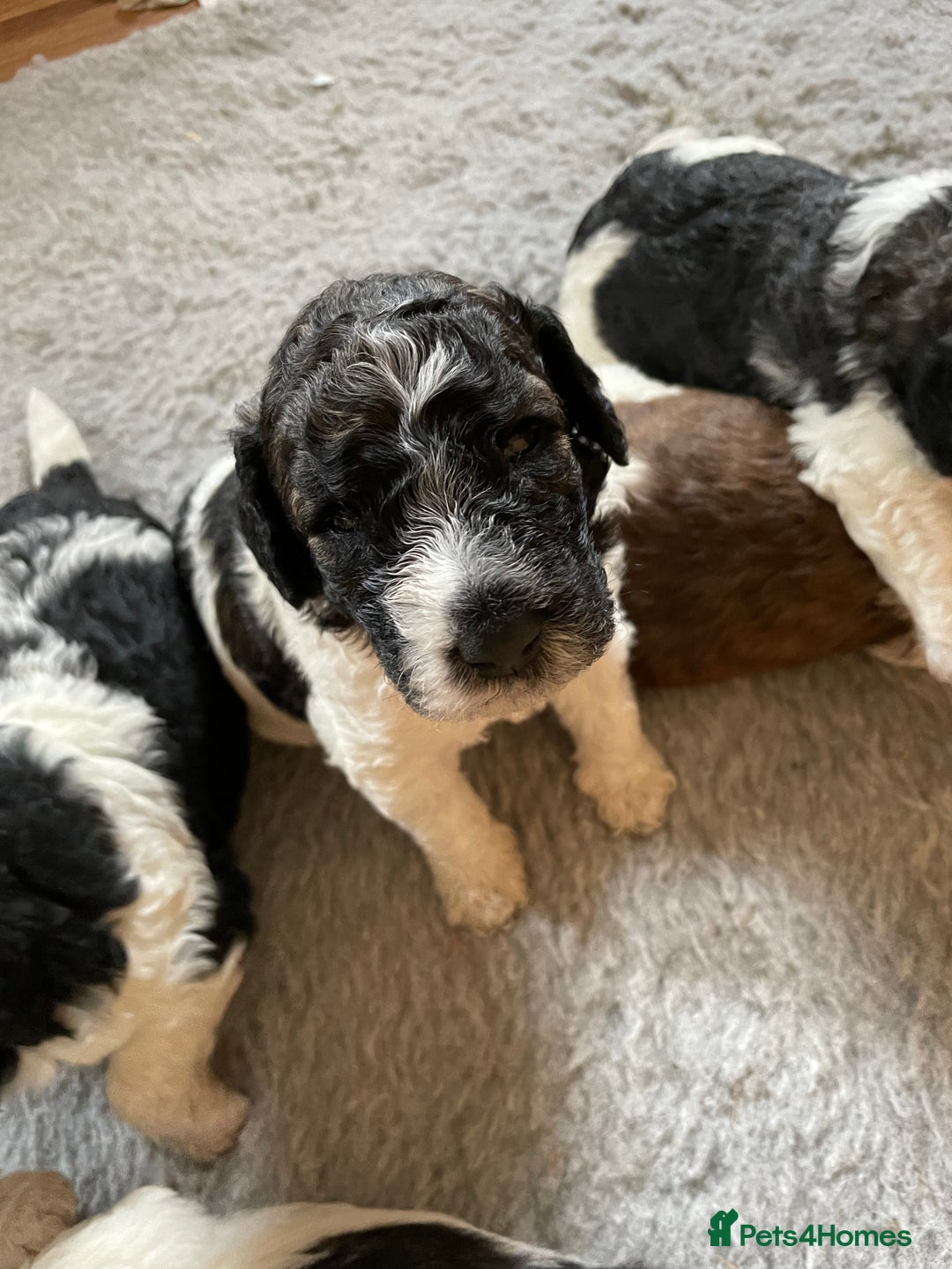 Mixed Breed dogs for sale: St Berdoodle ( St Bernard x Standard poodle) - Image 5