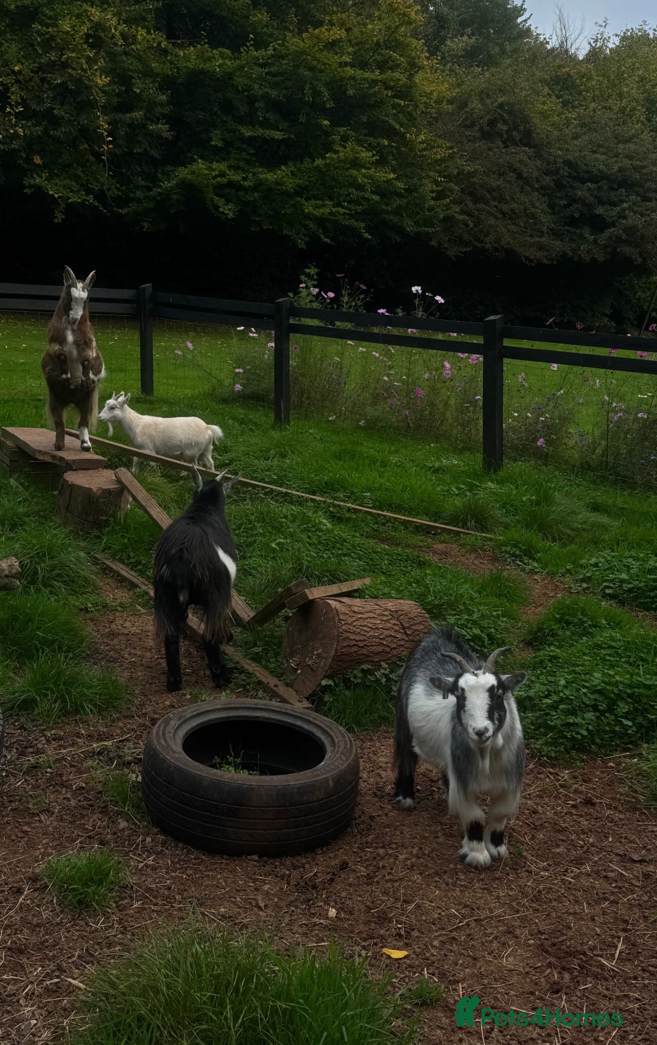 Goats livestock 4 Pygmy goats must go together  - Advert 10