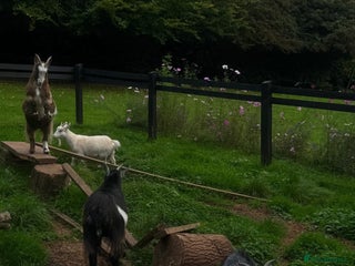 Goats livestock - Advert 1