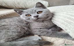 Scottish Fold cats for sale: Discount! Half price! Pure breed Scottish Fold  - Image 18