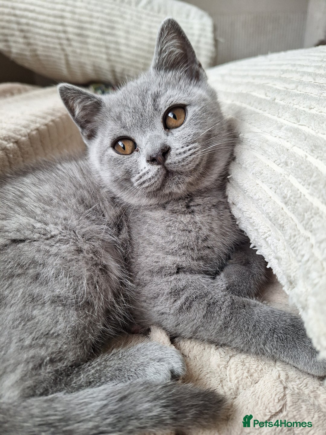Scottish Fold cats for sale: Discount! Half price! Pure breed Scottish Fold  - Image 18