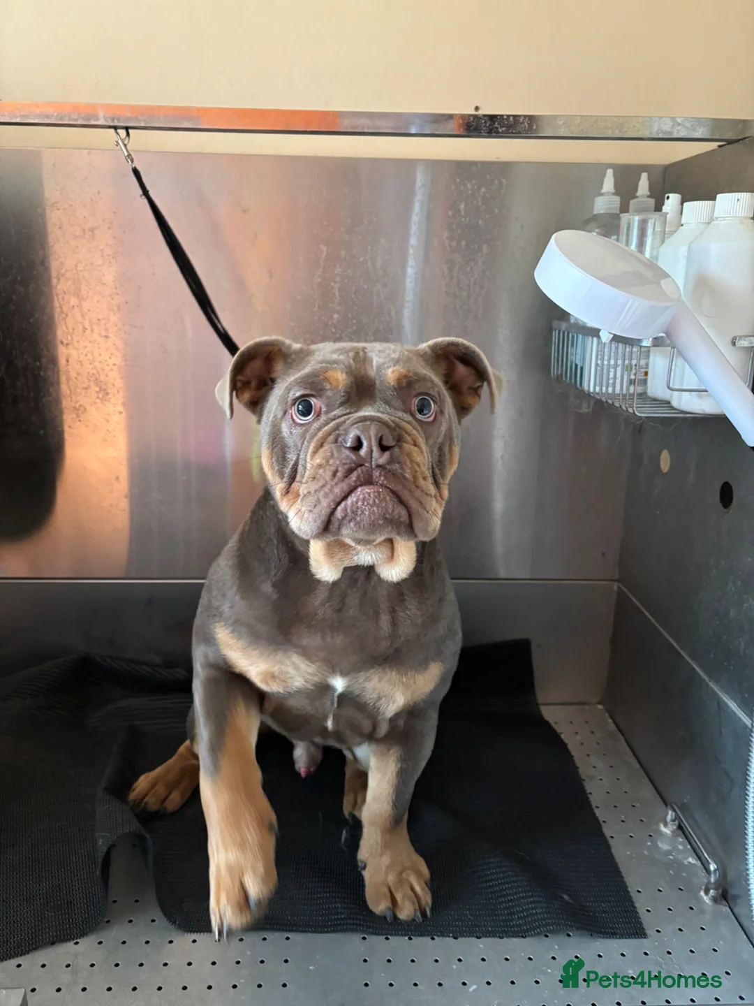 Olde English Bulldogge dogs for sale: Male olds English bulldogge 1 years old  in Westerham - Advert 1