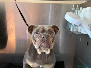 Olde English Bulldogge dogs Male olds English bulldogge 1 years old - Advert 2