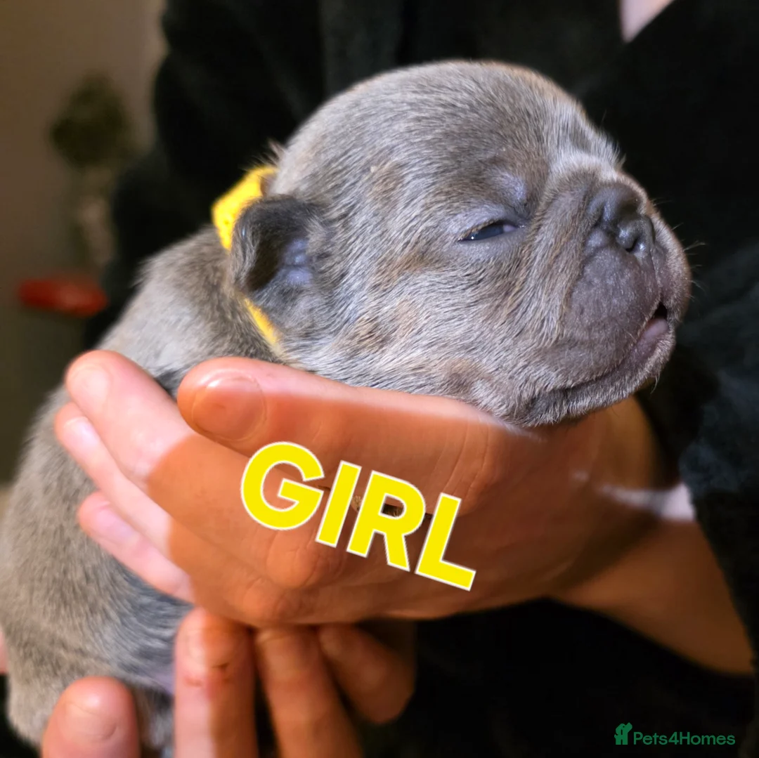 French Bulldog dogs for sale: Stunning French bulldog pupies  - Advert 3