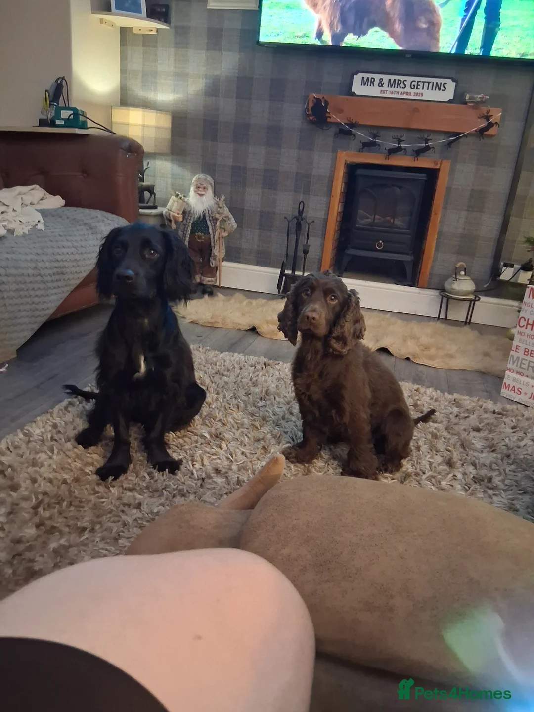 Cocker Spaniel dogs for sale: Black boy cocker spaniel - Advert 1