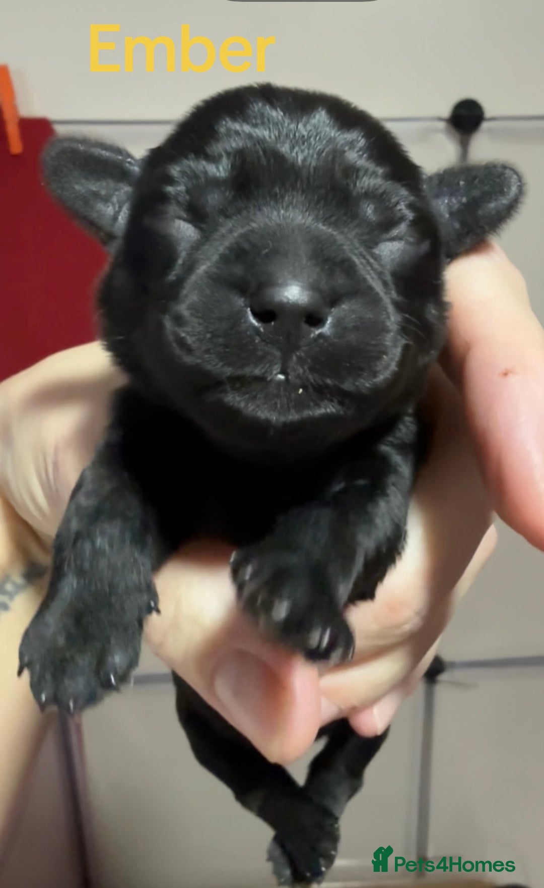 Mixed Breed dogs for sale: F1 Schnoodle Puppies all girl Litter ready March  - Advert 16