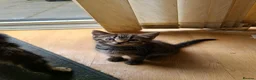 Mixed Breed cats for sale: 4 cute but shy kitten looking for new home - Advert 16