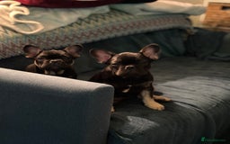 French Bulldog dogs for sale: 🐾 French Bulldog Puppies - Ready to go! 🐾 - Image 13