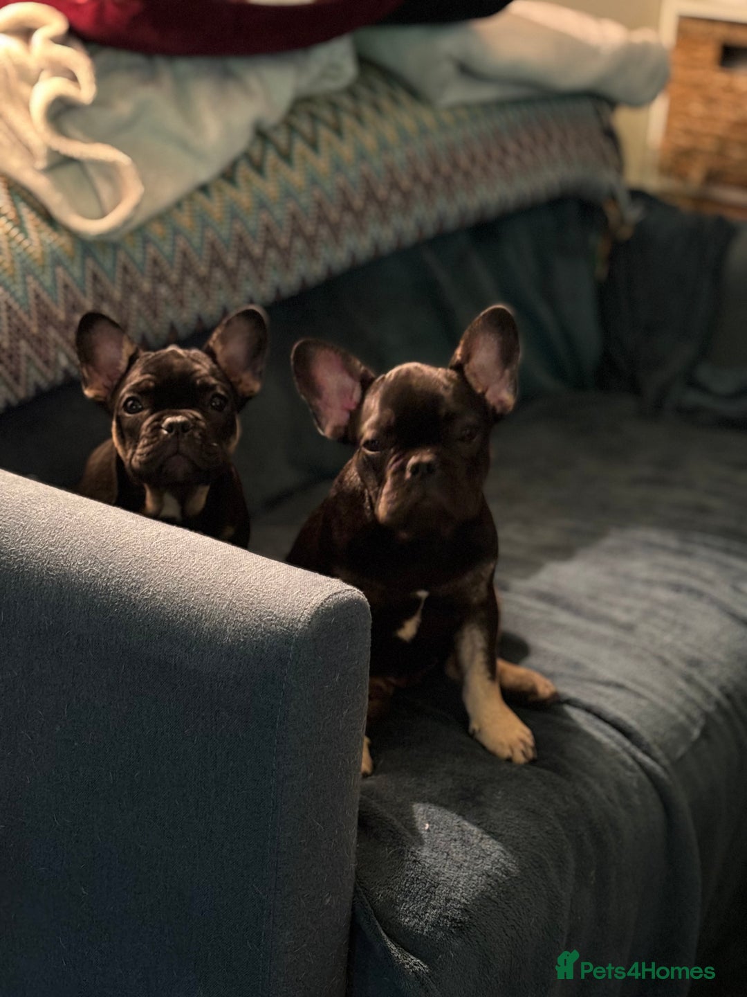 French Bulldog dogs for sale: 🐾 French Bulldog Puppies - Ready to go! 🐾 - Image 13