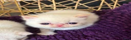 Exotic cats for sale: CHUNKY EXOTICS KITTENS GCCF PARENTS   - Advert 7