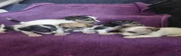 Jack Russell dogs for sale: Jack Russell puppies, full pedigree  - Advert 3