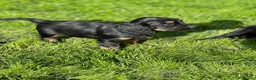 Cocker Spaniel dogs for sale: **MERLE** cocker spaniel puppies READY TO GO!!  - Advert 16