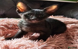 Sphynx cats for sale: Sphynx x Siamese kittens - Image 26