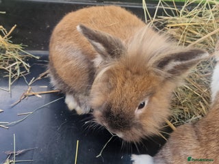 Lionhead rabbits - Advert 20