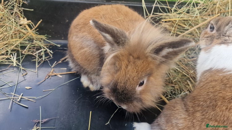 Lionhead rabbits - Advert 19