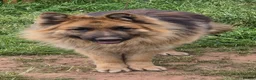 German Shepherd dogs for sale: German shepard puppies for sale in Kidderminster - Advert 3