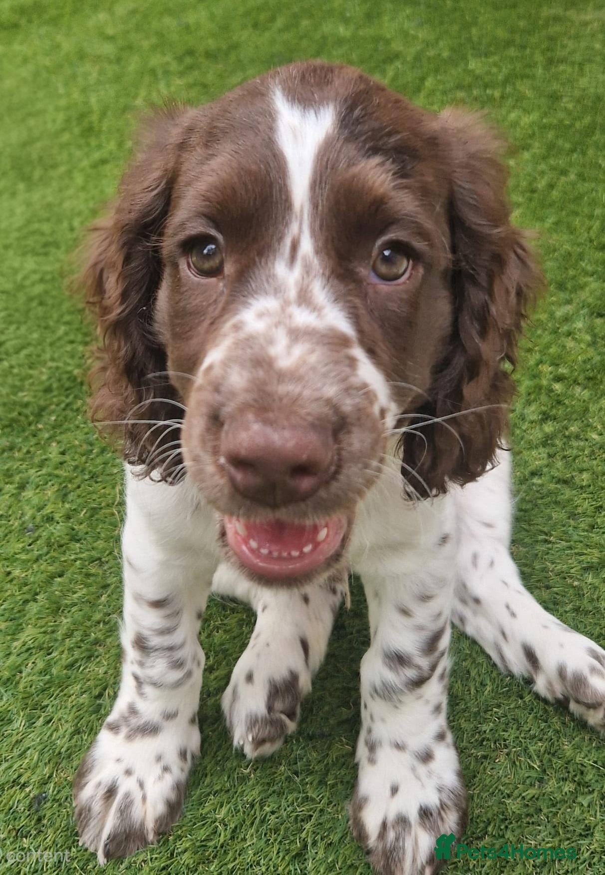Cockapoo dogs COCKER SPANIEL only two boys left - Advert 1