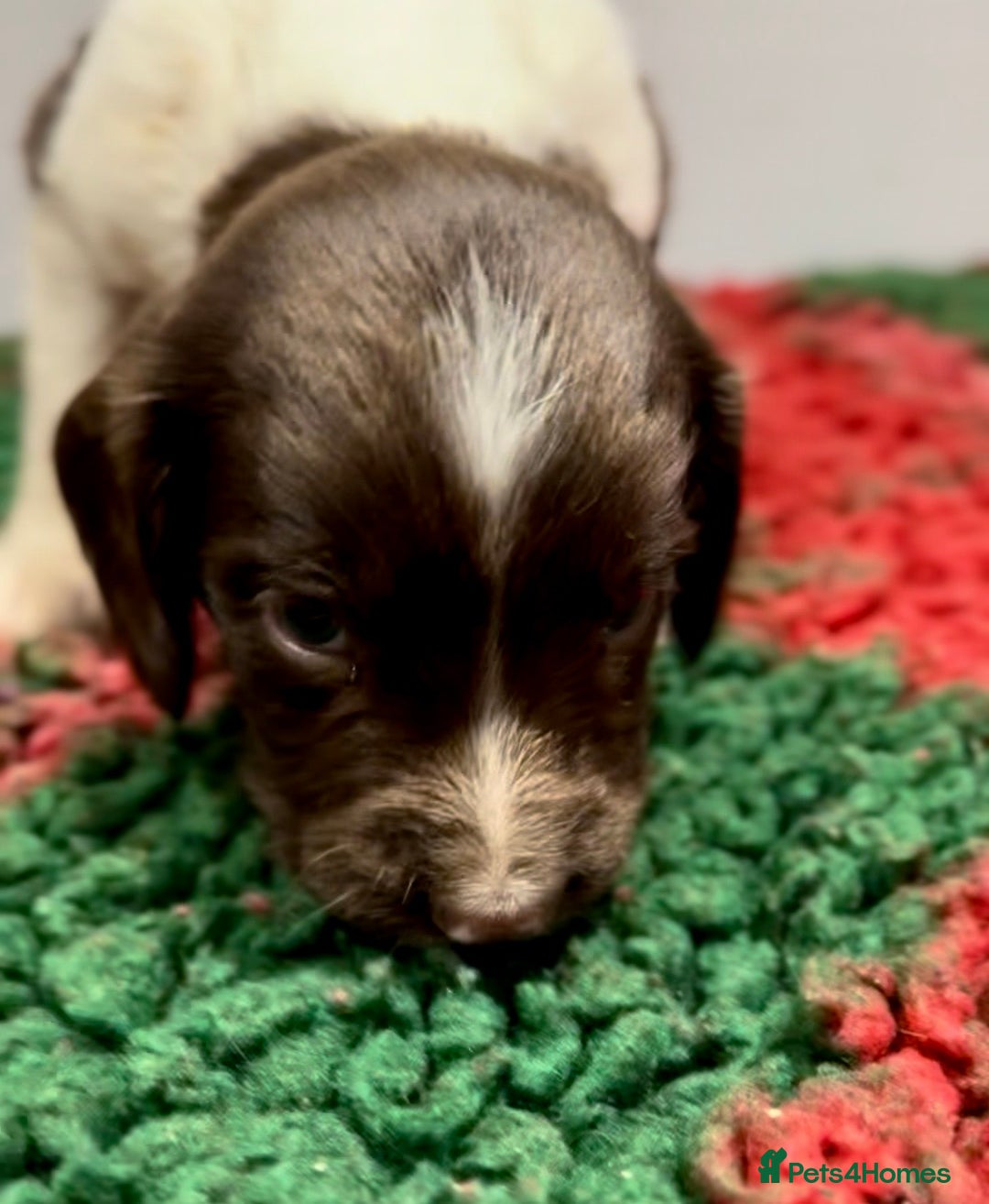English Springer Spaniel dogs for sale: KC Working English springer spaniel puppies - Advert 18