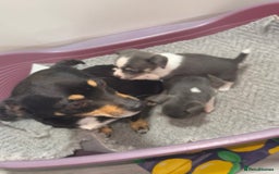 Mixed Breed dogs for sale: Chihuahua/Jack Russell puppies - Image 1
