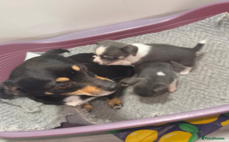 Mixed Breed dogs - Advert 2