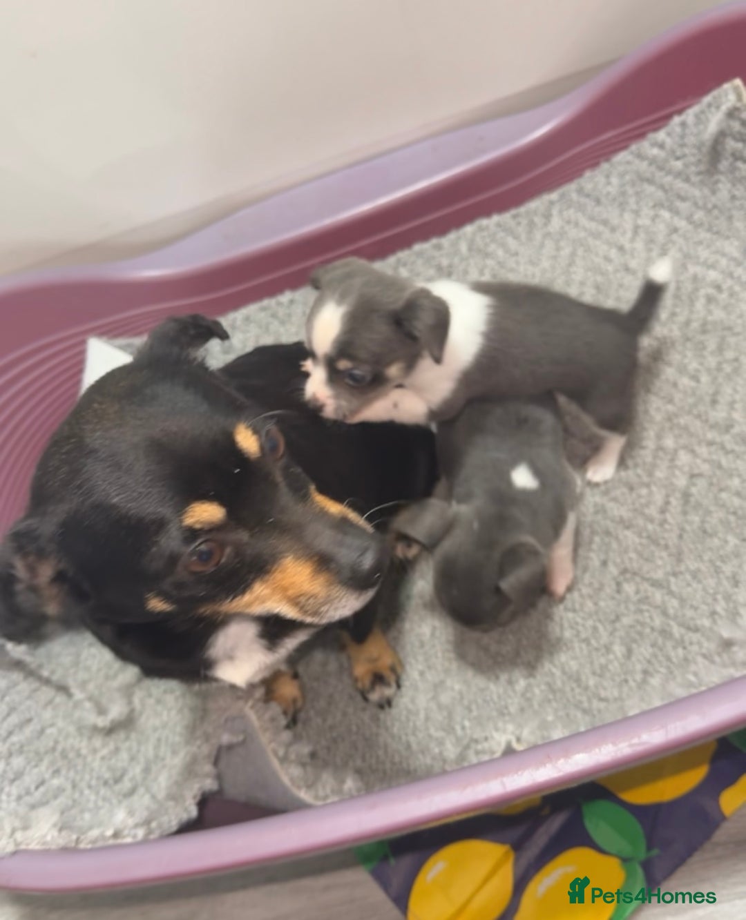 Mixed Breed dogs for sale: Chihuahua/Jack Russell puppies - Image 1