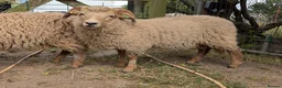 Sheep livestock for sale: Portland sheep ewe and ram lambs in Retford - Advert 3
