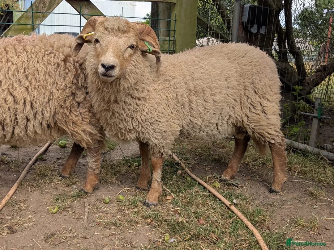Sheep livestock for sale: Portland sheep ewe and ram lambs in Retford - Advert 3