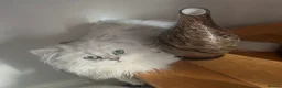 Persian cats for sale: Chinchilla Persian  in Redcar - Advert 3