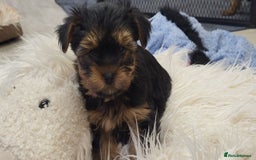 Yorkshire Terrier dogs for sale:  Yorkshire Terriers from Licensed Breeder Breeder  in Malmesbury - Image 3