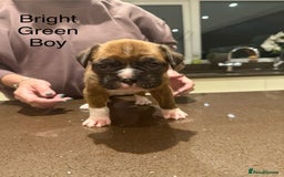 Boxer dogs for sale: Boxer Puppies  - Advert 12