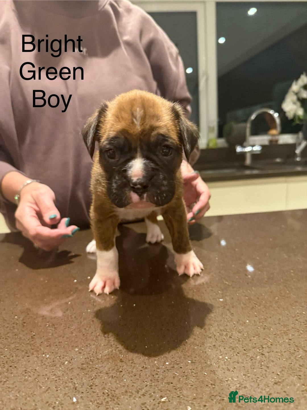 Boxer dogs for sale: Boxer Puppies  - Advert 12
