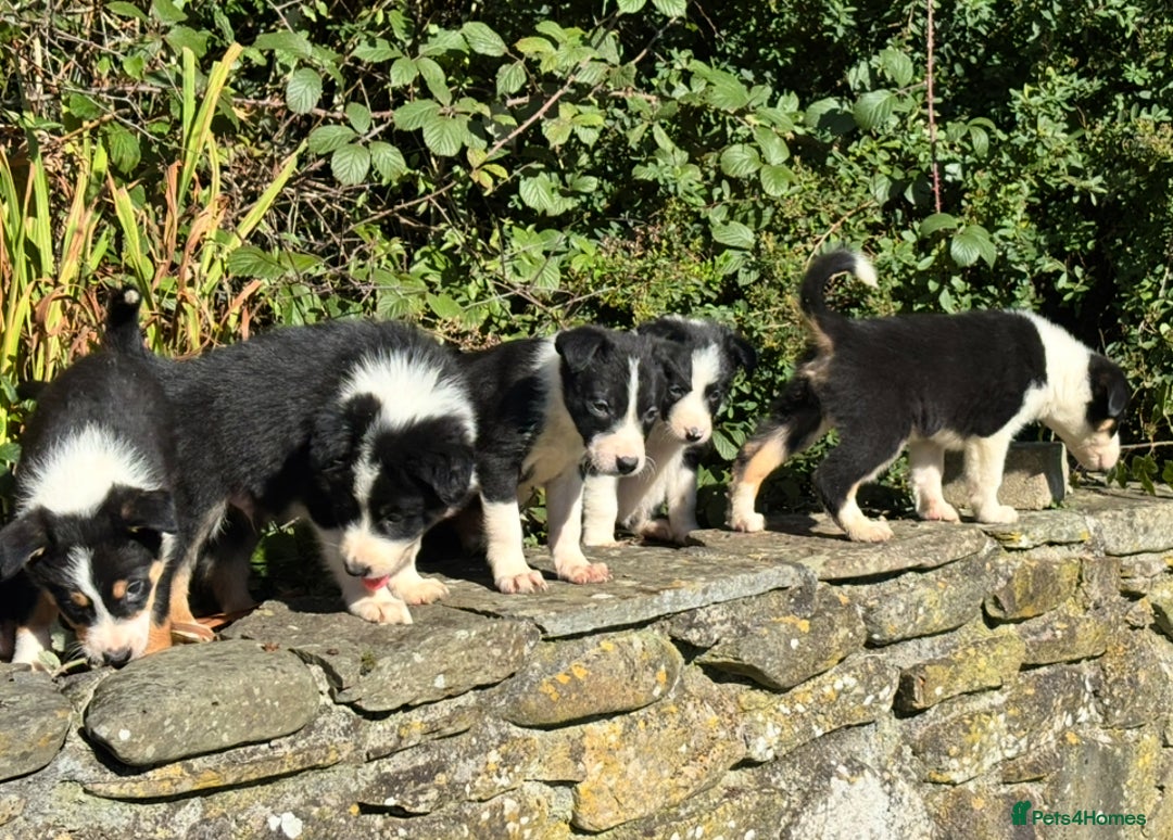 Border Collie dogs for sale: Gorgeous Border Collie Pups - Image 4