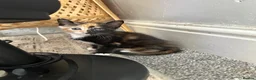Mixed Breed cats for sale: 2 female kittens available  - Advert 4