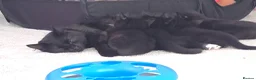 Mixed Breed cats for sale: Ragdoll Cross kittens - Advert 9