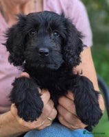 Cockapoo dogs - Advert 1