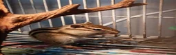 Mixed Breed rodents for sale: Siberian Chipmunk for sale - Advert 1