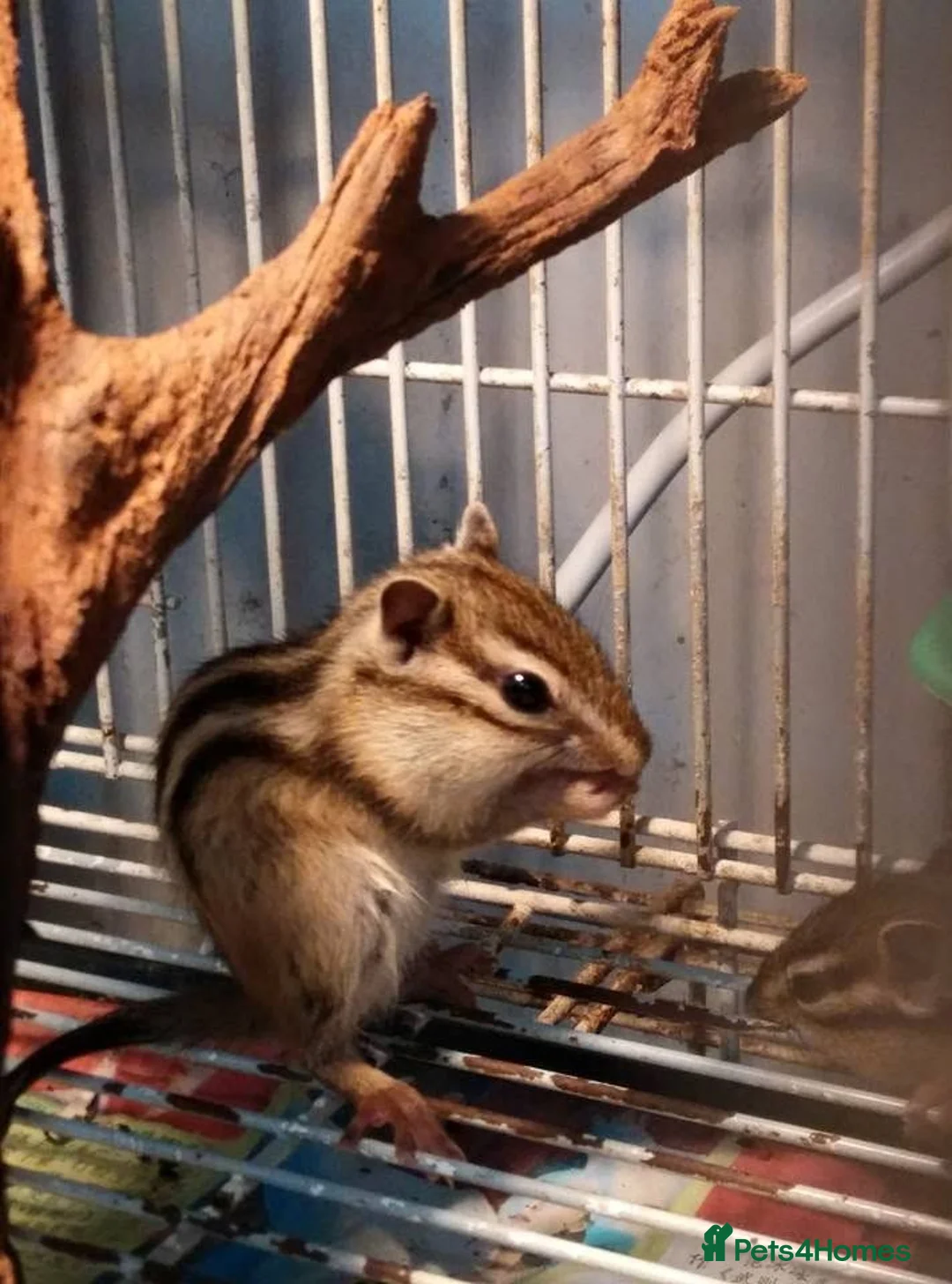 Mixed Breed rodents for sale: Siberian Chipmunk for sale - Advert 1