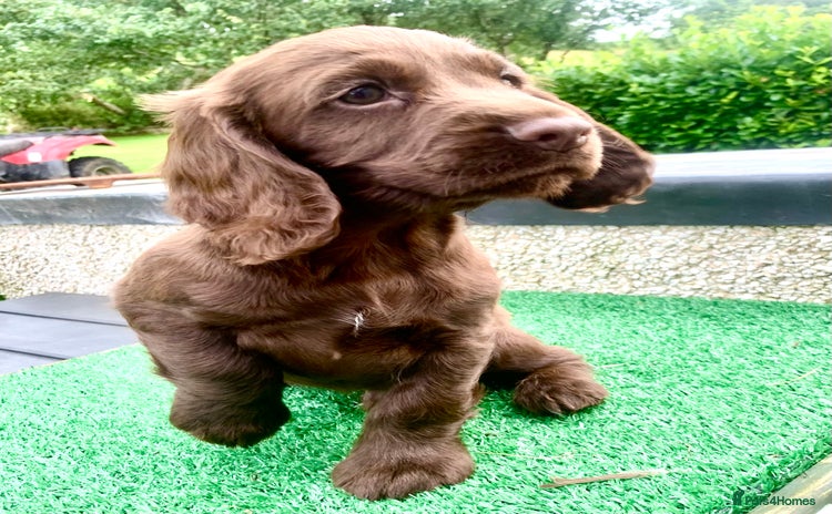Cocker Spaniel dogs - Advert 3