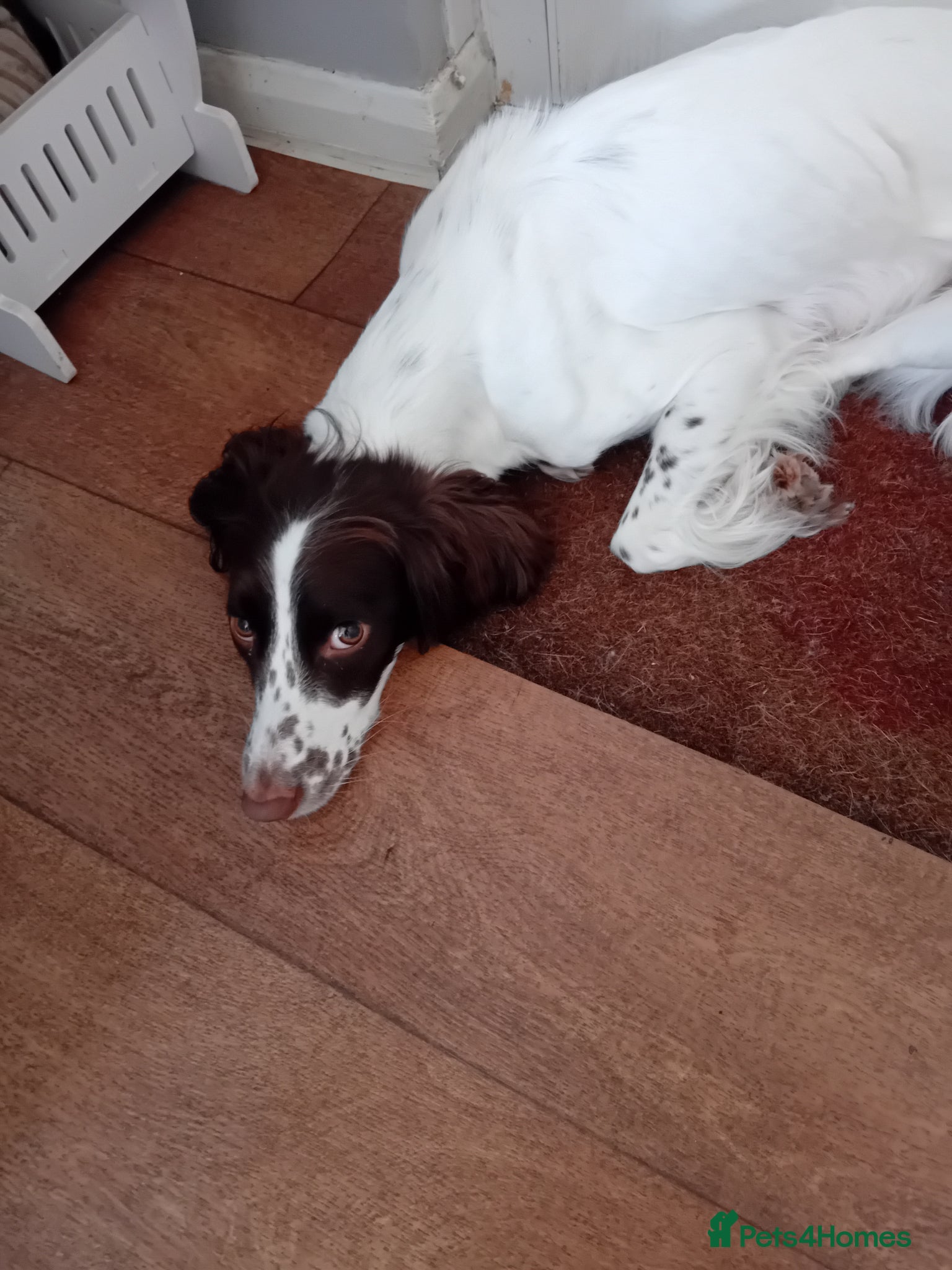 Sprocker dogs GORGEOUS SPROCKER PUPPIES - Advert 1