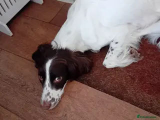 Sprocker dogs GORGEOUS SPROCKER PUPPIES - Advert 1