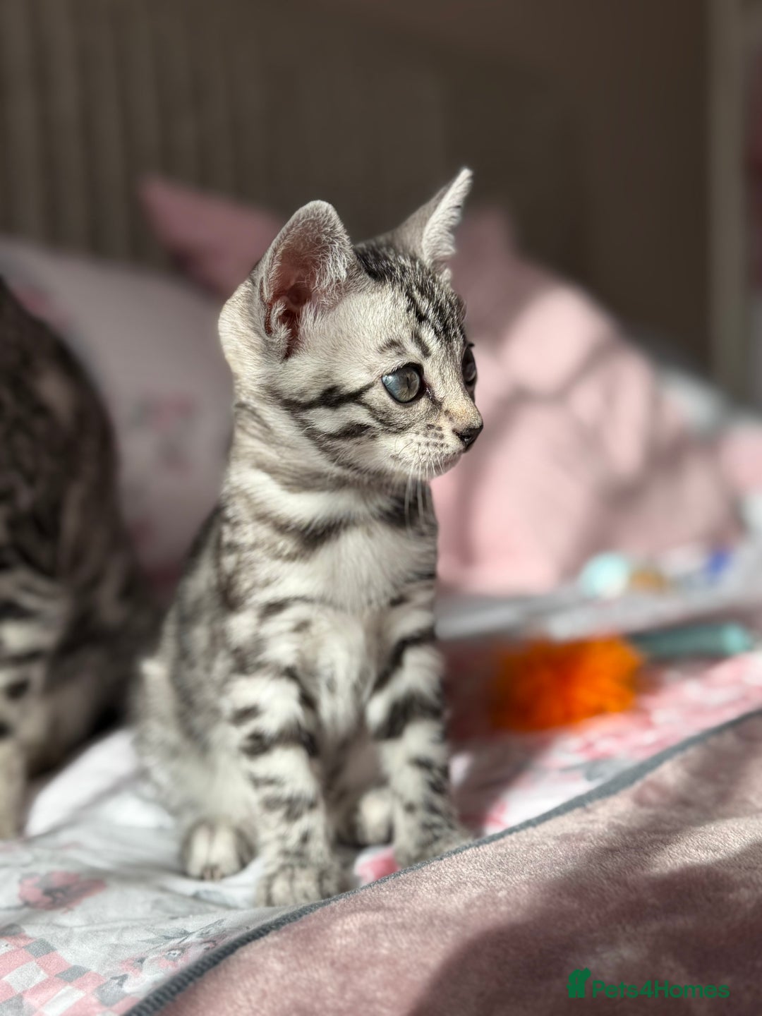 Bengal cats for sale: ⭐️Divine silver black spotted tabby bengal ⭐️ - Advert 33