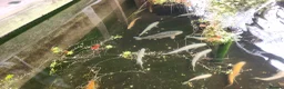 Koi Carp fish for sale: Pond Clearance  - Advert 8